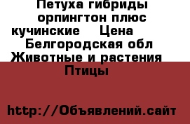 Петуха гибриды орпингтон плюс кучинские  › Цена ­ 700 - Белгородская обл. Животные и растения » Птицы   